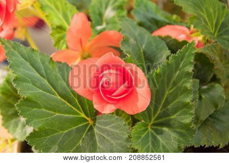 Tender Fresh Red Begonia  Terry Flowers And Petals  Bush In A Tub On A Light Wooden Table Top