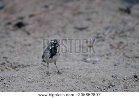 A Black Throuted Sparrow sitting on a tree in Joshua Tree National Park