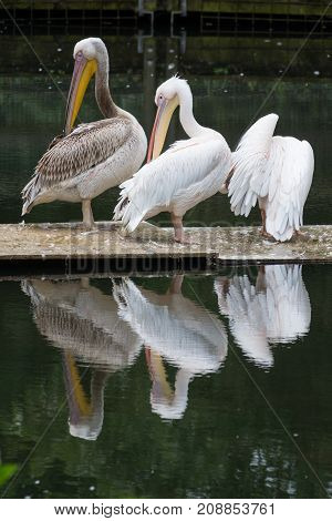 a lot of pelicans sitting in the water little pond