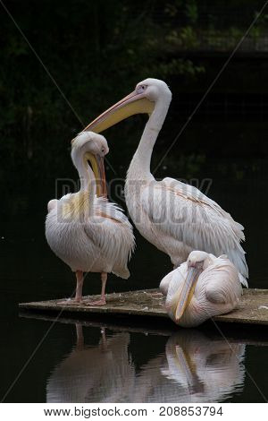 a lot of pelicans sitting in the water little pond