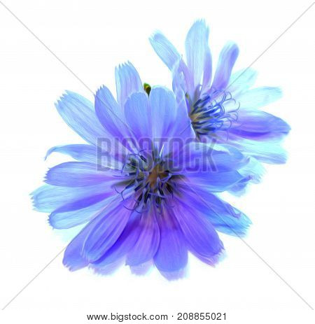 Drawing Blue Chicory Flower Isolated On White