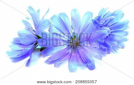 Drawing Blue Chicory Flower Isolated On White