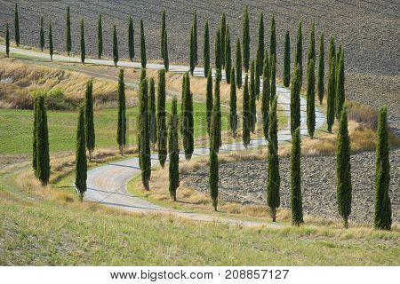 A winding rural road with cypresses along a plowed field. Tuscany? Italy