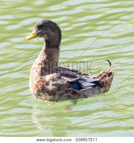 duck on the lake in the nature