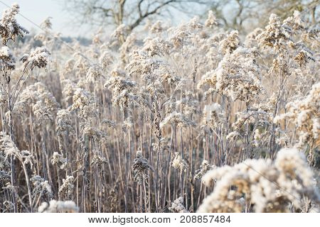 Ice cold fields in the winter in middle europa