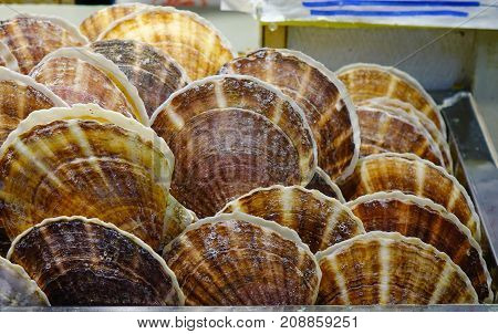 Scallop For Sale At A Seafood Market