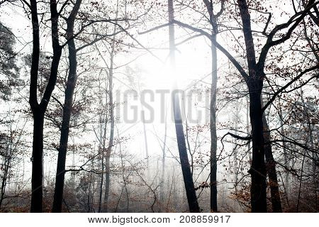 Ice cold and grey forests in the winter in middle europa