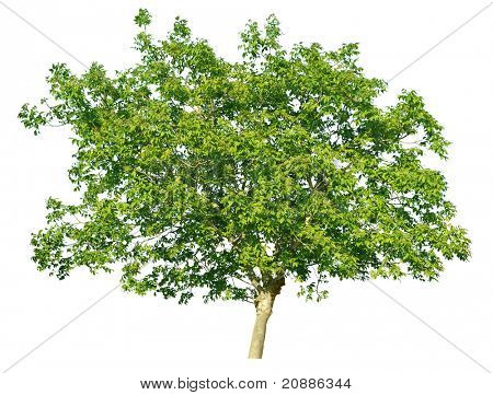 Europæisk valnød (Juglans regia) isoleret på hvid baggrund