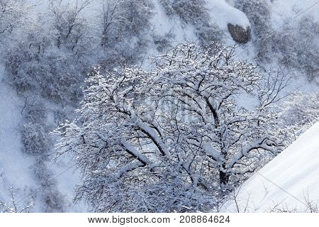 snowy slopes of the Tien Shan Mountains