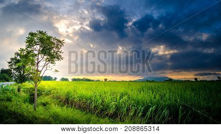 Landscape Sugarcane Farm beautiful sunlight Morning time