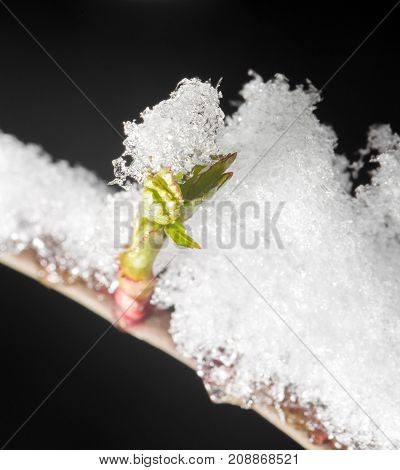 snow on the small green leaves in spring. close-up