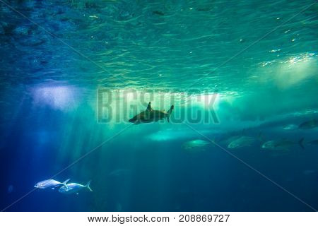 Undersea scene background. A shark and tropical fishes in deep blue water. Undersea marine life. Copy space.