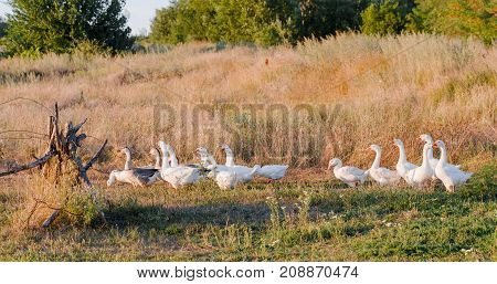 Flock of geese grazing on grass in summer field at sunset.