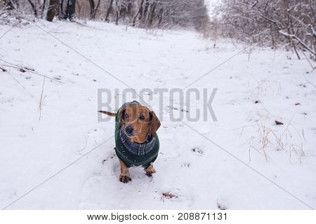 Old Funny Dog, In A Plaid Coat
