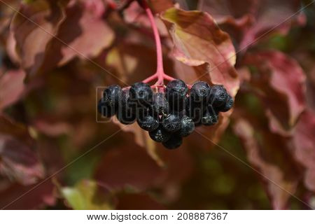 black berries in the autumn garden, the autumn harvest of berries
