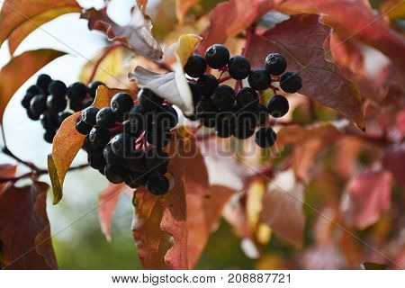 black berries in the autumn garden, autumn harvest