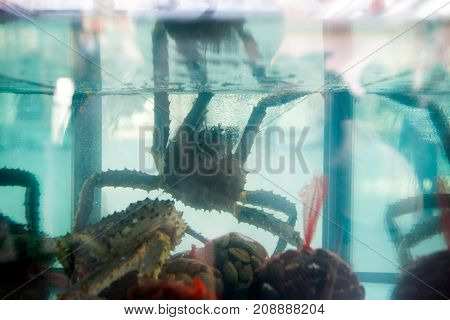 King Crab big in aquarium aquarium with water. silhouette