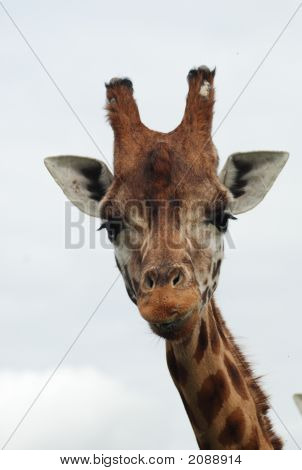 Giraffe 2