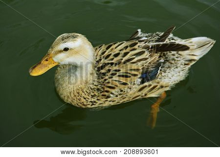 spotted this morning floating in a pond , poultry