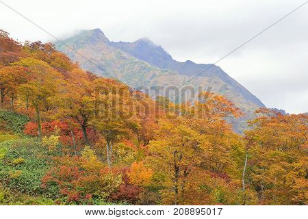 Autumn Landscape of vibrant colorful trees with mountain ranges in Japan