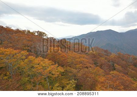 Autumn Landscape of vibrant colorful trees with mountain ranges in Japan
