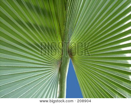Palm Frond