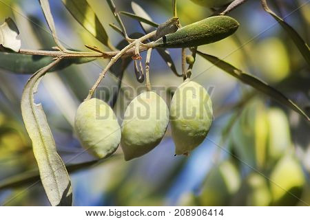 ripe green olives, grades syrian, on a branch of an olive tree