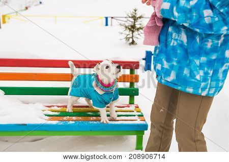 Jack Russell dog running plays winter walks in the park.