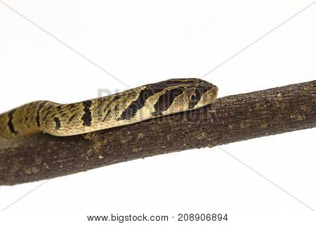 Banded Kukri Snake (oligodon Fasciolatus)