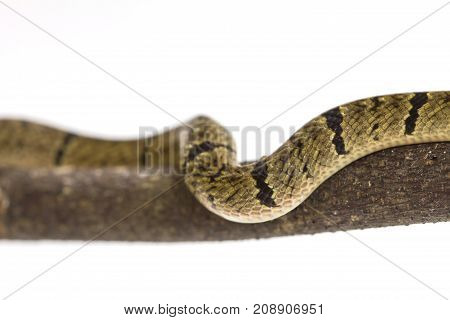 Banded Kukri Snake (oligodon Fasciolatus)