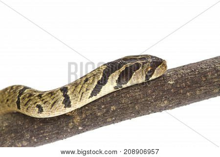 Banded Kukri Snake (oligodon Fasciolatus)