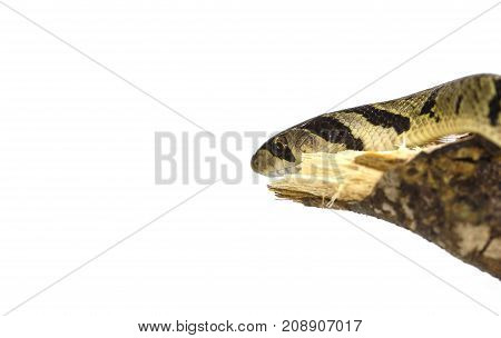 Banded Kukri Snake (oligodon Fasciolatus)