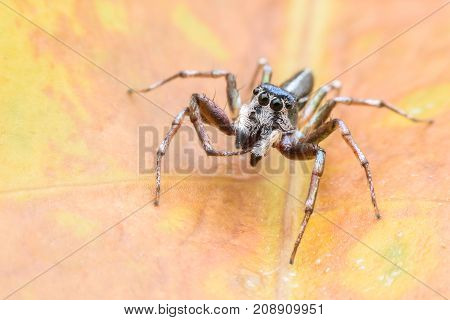 Super macro Cosmophasis umbratica or Jumping spider on leaf