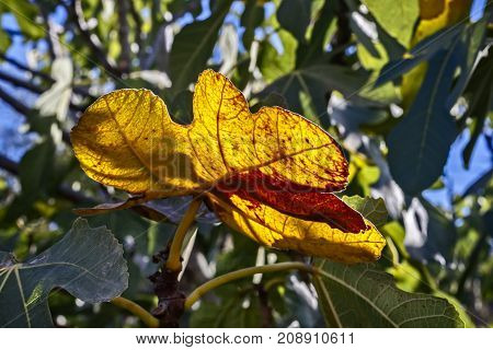 Autumn. Yellow fig tree leaf in counterlight wallpaper