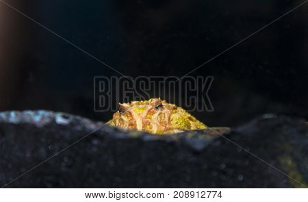 A Baby Ornate Horned Frog Is Hiding In Some Stone.