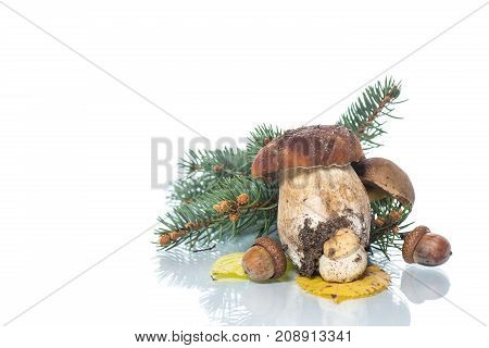 Mushroom Boletus isolated on White Background. Autumn Cep Mushrooms.