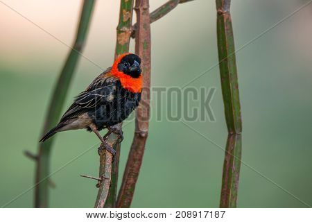 Wild southern red bishop or Euplectes orix in Tanzania