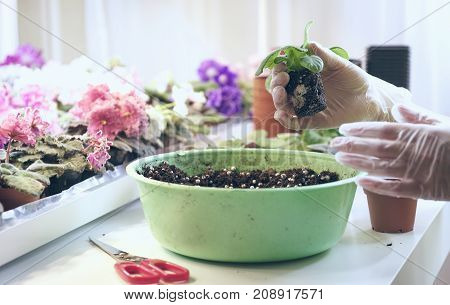 Florist transplant small violets. Transplant flowers in pots. Growing violet- how to grow violet.