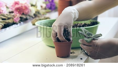Transplant flowers in pots. Florist transplant small violets. Growing violet- how to grow violet.