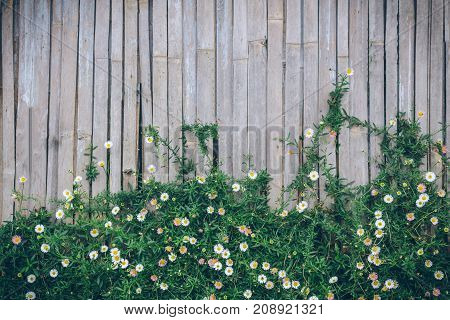 Beautiful Narrowleaf Zinnia on bamboo wall use foe background.