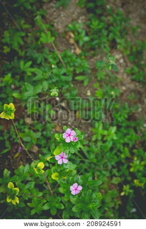 Little purple flowers in the green garden