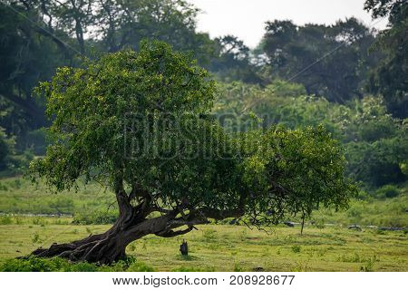 Scenic view of tropical dry forest in Yala National Park, Sri Lanka