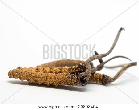 close up Ophiocordyceps sinensis (CHONG CAO, DONG CHONG XIA CAO) or mushroom cordyceps this is a herbs. Medicinal properties in the treatment of diseases.
