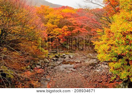 Autumn color in Naejangsan national park Korea