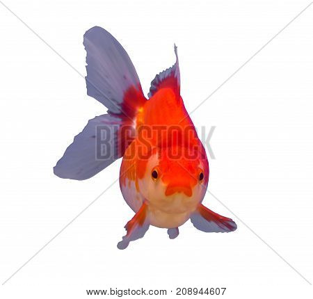 Ryukin goldfish isolated in a white background