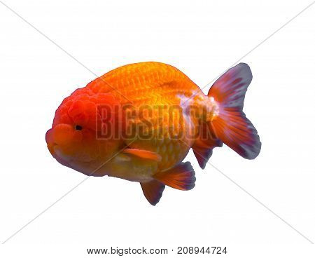 Lionhead goldfish isolated in a white background