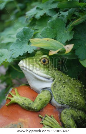 Garden Toad
