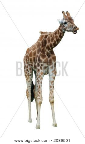 Giraffe1