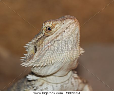 Lizard