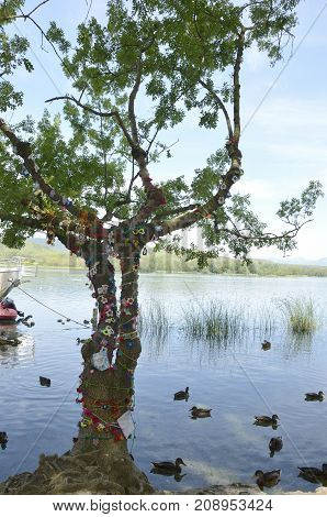 BANYOLES, SPAIN - JULY 26, 2017: Ducks on the lake under a tree with crochet flowers in its trunk in Banyoles Girona in northeastern Catalonia Spain.